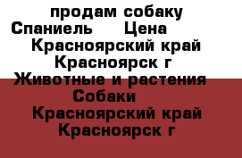 продам собаку Спаниель.  › Цена ­ 1 500 - Красноярский край, Красноярск г. Животные и растения » Собаки   . Красноярский край,Красноярск г.